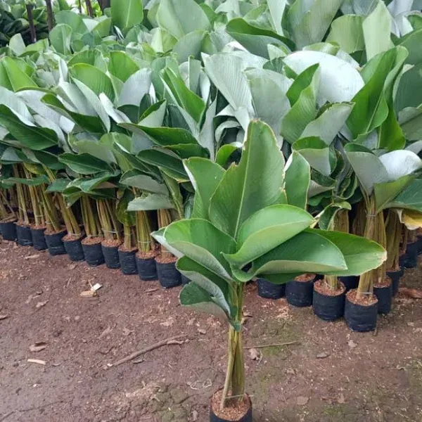 jual pohon pisang calathea